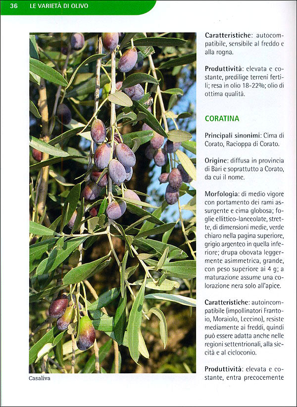 Coltivare l'Olivo::Le varietà, le forme di allevamento, le cure dall'impianto alla produzione dell'olio