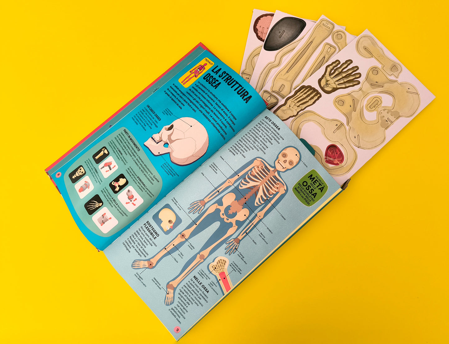 Costruisci il tuo scheletro::e scopri come funziona il corpo umano