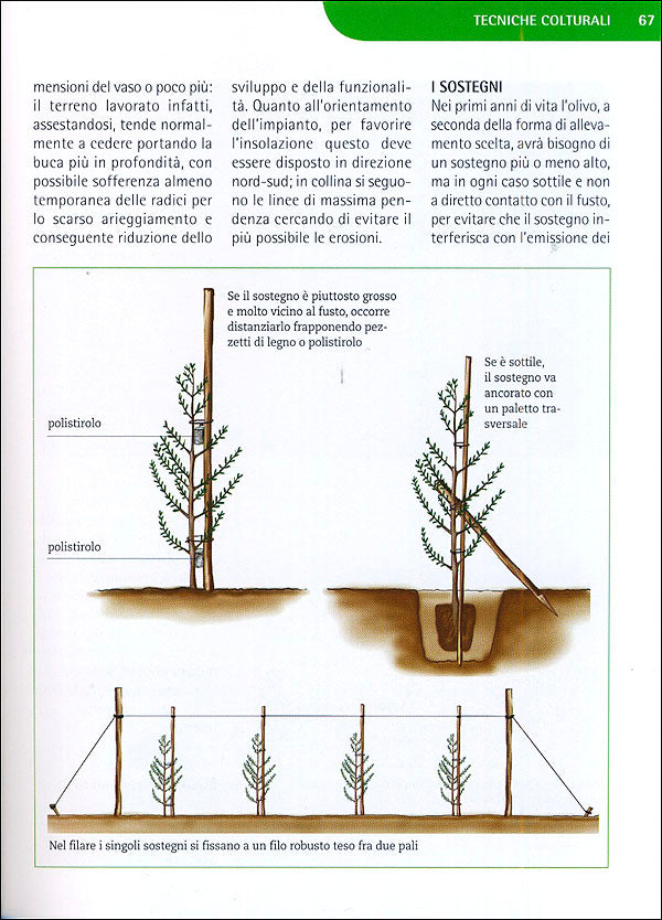 Coltivare l'Olivo::Le varietà, le forme di allevamento, le cure dall'impianto alla produzione dell'olio