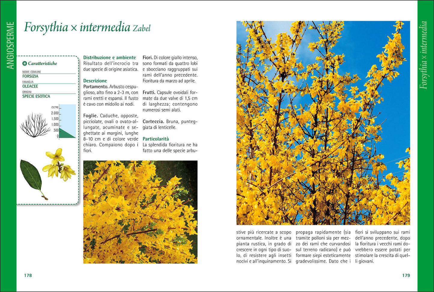 Alberi d'Italia e d'Europa::Guida al riconoscimento