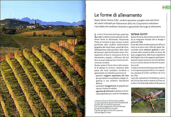 La vite::Varietà, impianto e potatura