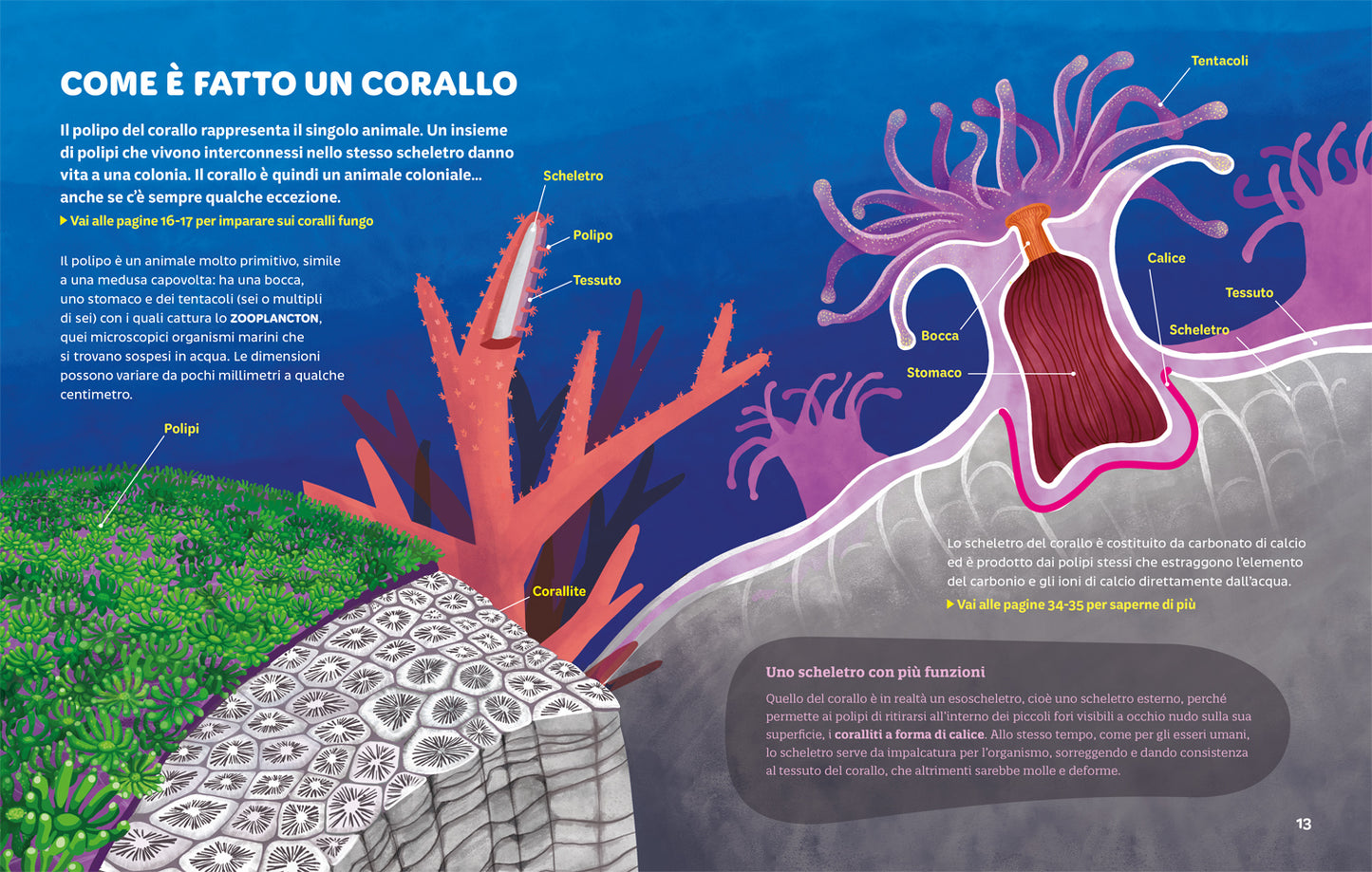 Foreste coralline::Un tesoro marino da preservare