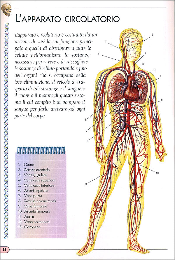 Il Corpo Umano::Illustrazioni di Pietro Cattaneo, Diego Pasquino, Elisabetta Ferrero