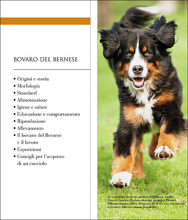 Bovaro del bernese::Vita in casa - Educazione - Cure