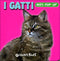 I Gatti