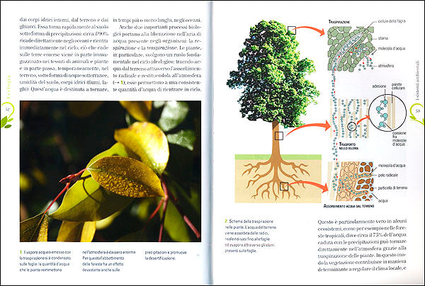 Ecologia::L'ecosistema e i suoi flussi. I cicli biogeochimici. Cambiamenti climatici e inquinamento. La biodiversità. Ecologia delle popolazioni. Ecologia degli organismi.