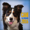 Cani - Calendario 2016