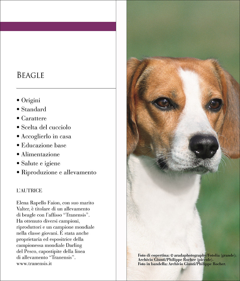 Beagle::Vita in casa - Educazione - Cure