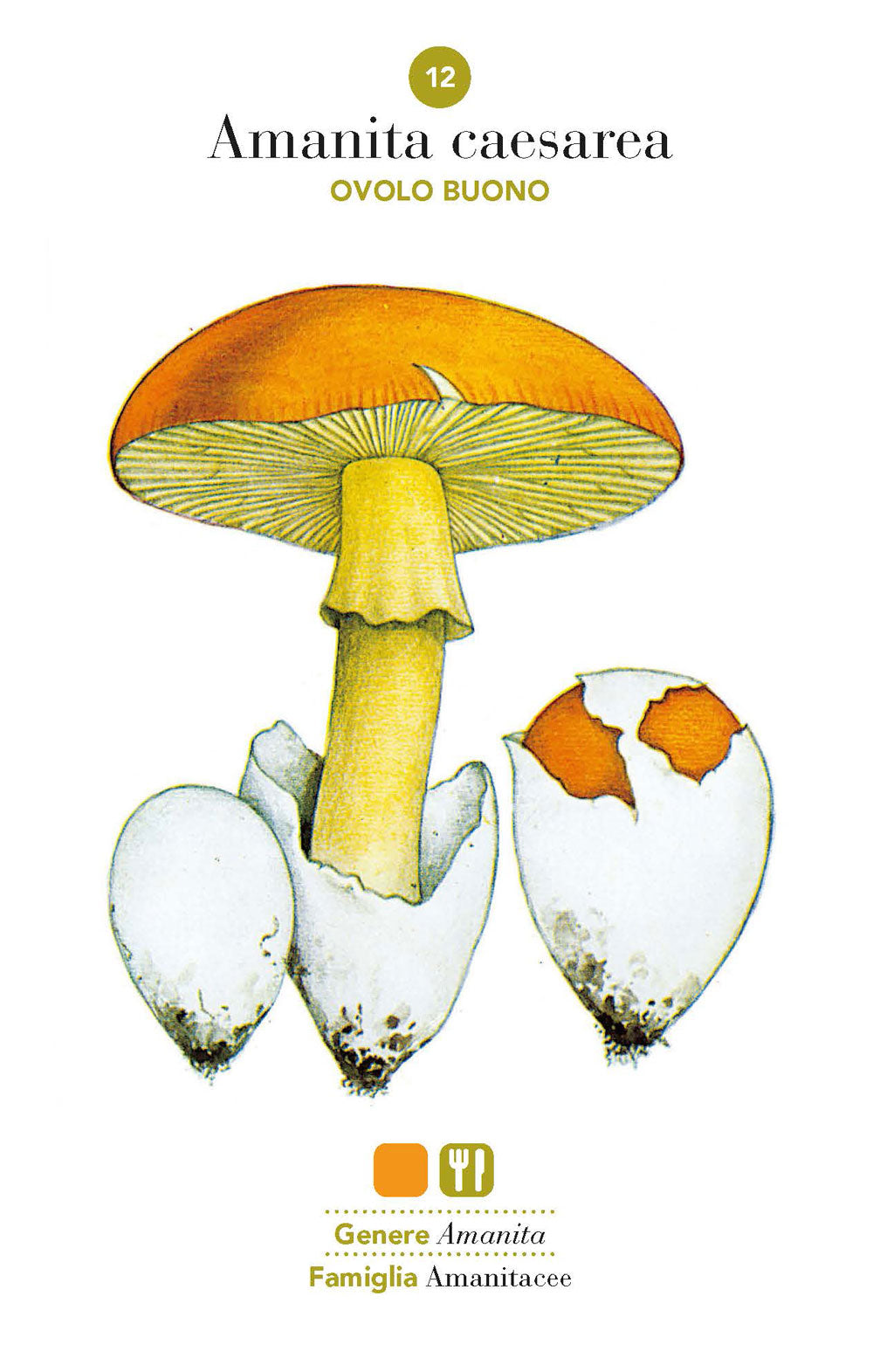 Funghi::101 schede per conoscere, riconoscere e trovare i funghi