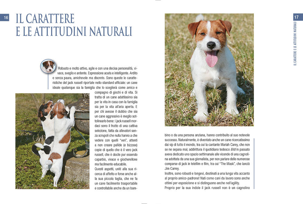 Jack Russel Terrier::vita in casa educazione cure