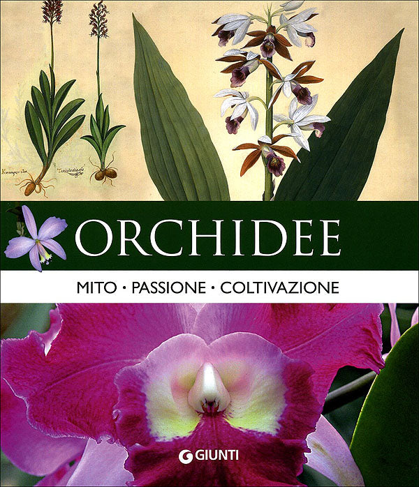 Orchidee::Mito, passione, coltivazione