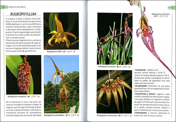 Orchidee::Cure colturali, generi e specie