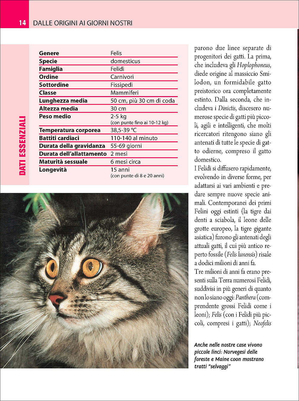 Comprendere il linguaggio del gatto::Conoscerlo, capirlo, interpretarlo