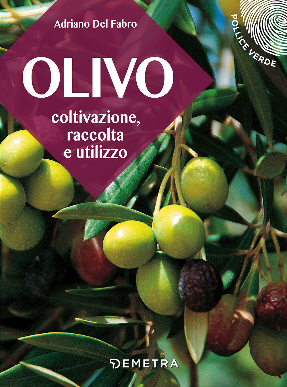 L'olivo::Coltivazione, raccolta e utilizzo