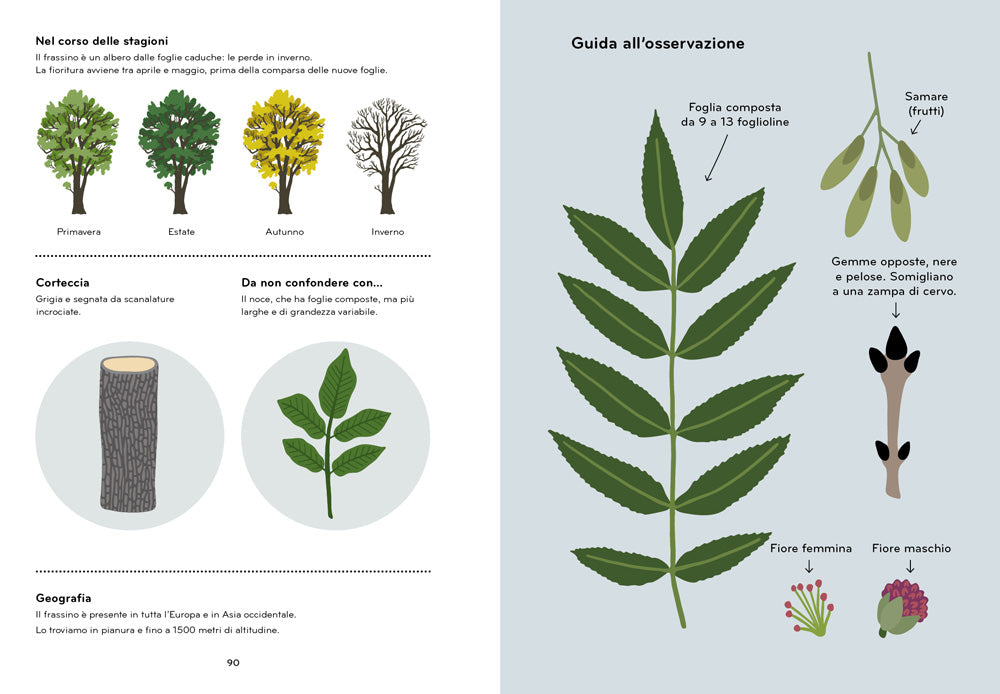 ARBORAMA::SCOPRI E OSSERVA IL FAVOLOSO MONDO DEGLI ALBERI