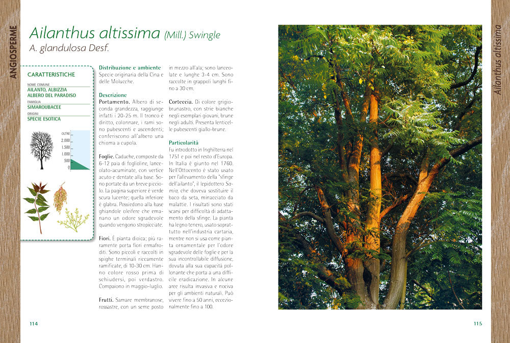 Alberi::Guida al riconoscimento