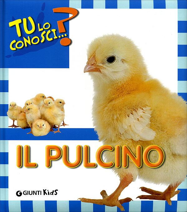 Il Pulcino