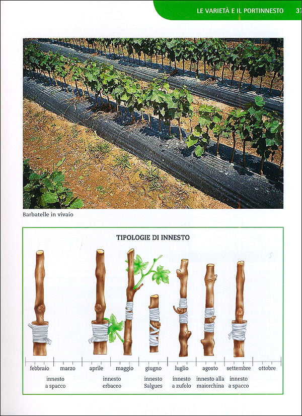 Coltivare la Vite::Le varietà, le forme di allevamento, le cure dall'impianto alla raccolta