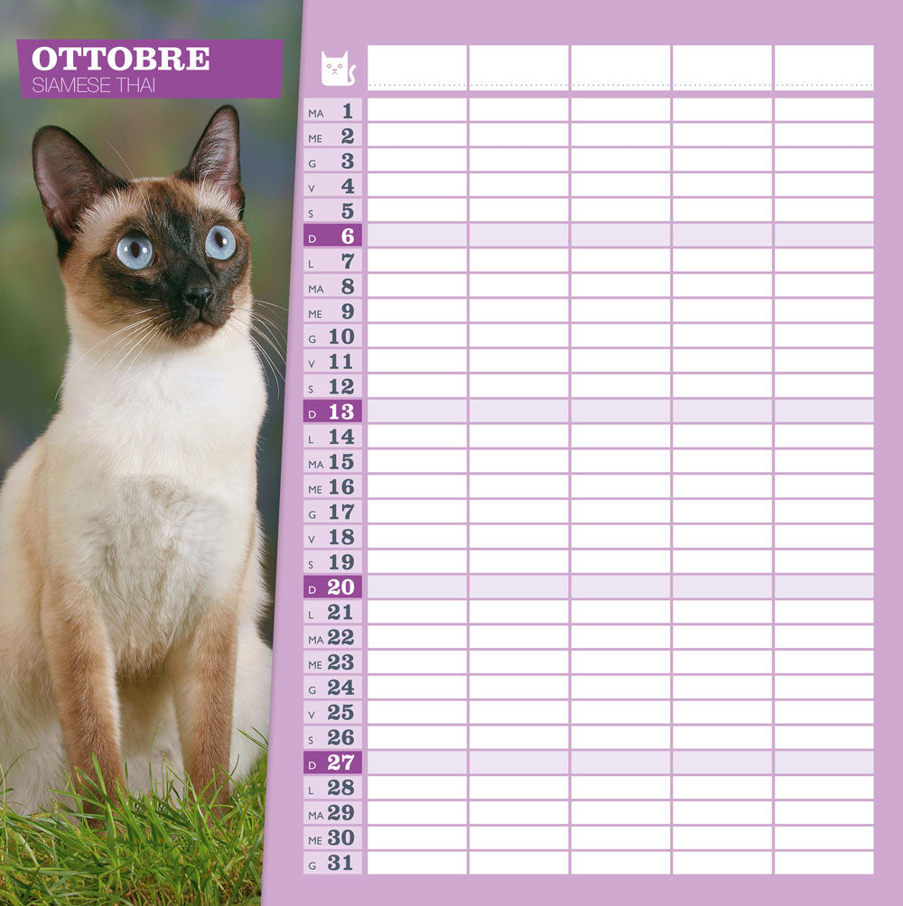 Calendario gatti 2024 da parete (30 x 30 cm)