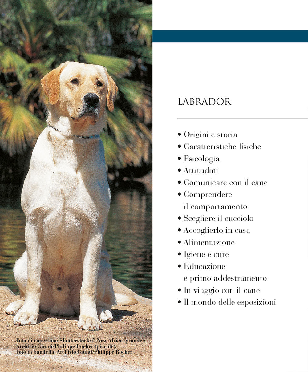 Labrador::vita in casa educazione cure