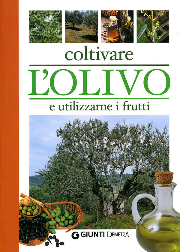 Coltivare l'olivo e utilizzarne i frutti