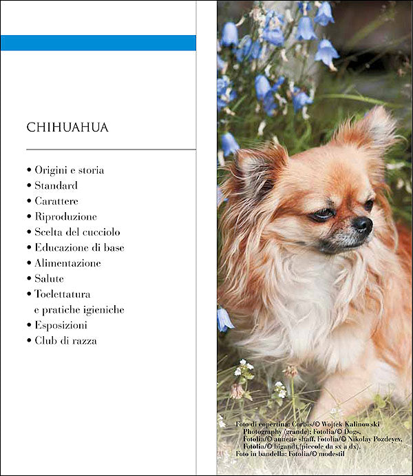 Chihuahua::Vita in casa - Educazione - Cure