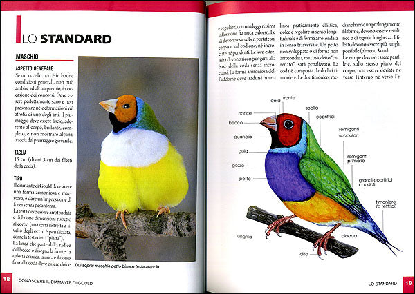 Diamante di Gould::Caratteristiche, comportamento, allevamento, riproduzione, alimentazione, igiene, salute