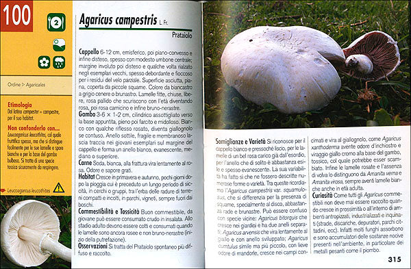 Tutto Funghi::conoscerli raccoglierli cucinarli