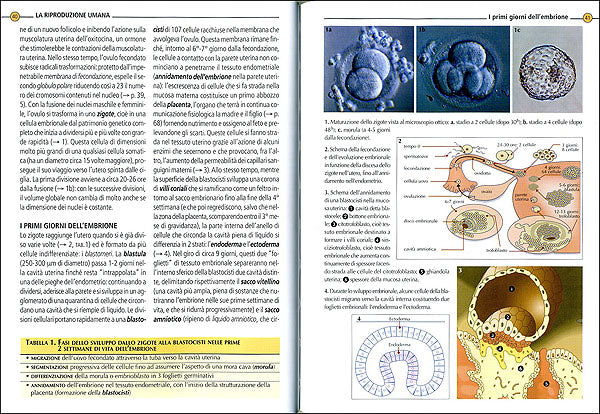 Gravidanza::Fecondazione e sterilità. Diagnosi prenatale. I nove mesi dell'attesa. Analisi ed ecografie. Il parto. I primi giorni.