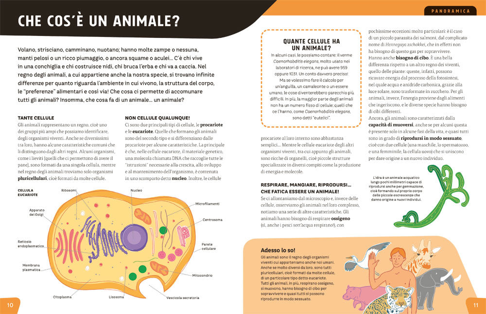 Animali